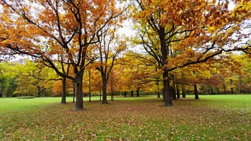 Beautiful Autumn Park Landscape with High Trees and Colorful Red Orange Leafs Calm View Scene Cloudy