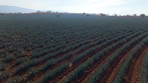 Agave Close‑Up Over Tequila Fields