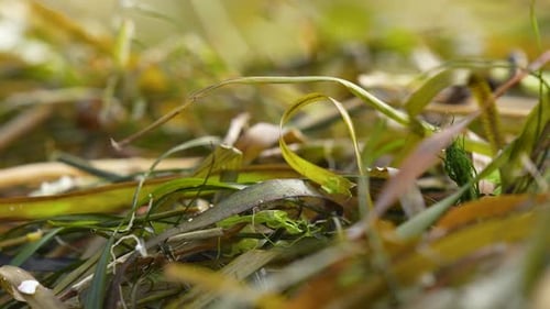 shot of seaweed entangled with beach debris.
