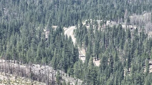 Forest Road with Row of Green trees Aerial
