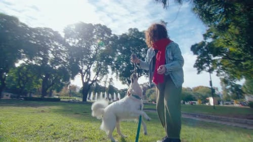 Excited Dog Tug Playing with Female Owner in Public Park