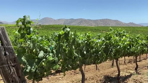 Grape vines growing in large California vineyard, winery in foothills