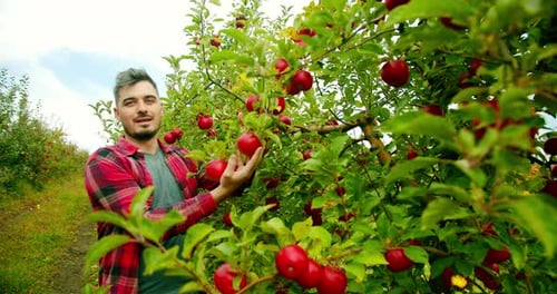 Männlicher Landwirt erntet im Sommer Äpfel