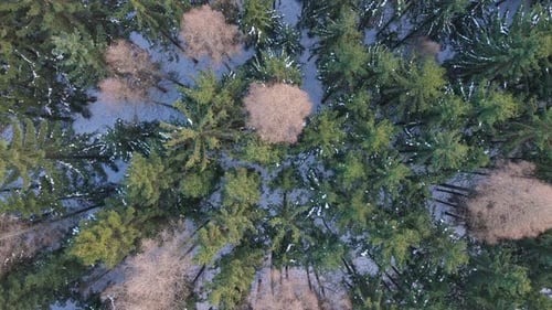Trees towering high in a dense forest. The tops of conifers from an aerial view in winter and snow.