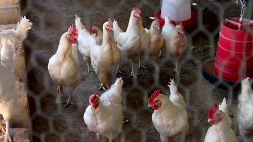 Chickens in a coop through chicken wire.