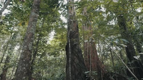 Looking Up At The Trunks Of Giant Rainforest Trees To The Canopy - low angle shot