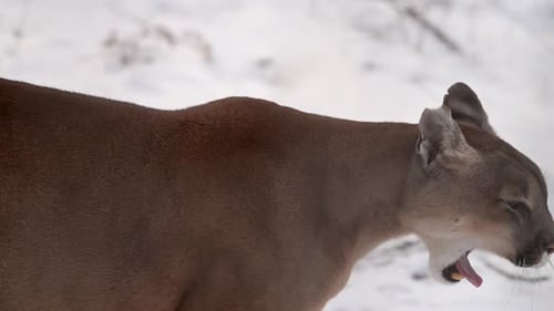 Canadian Cougar Prowls Through Snowy Forest Showcasing Majestic Winter Hunting Behavior in Slow