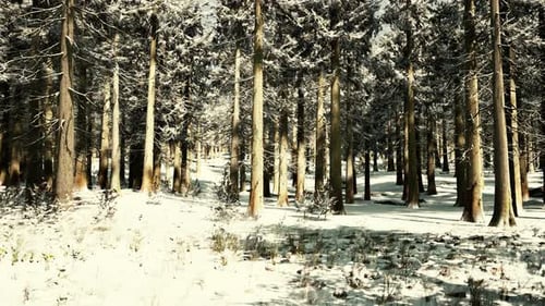 Sunset or Sunrise in the Winter Pine Forest Covered with a Snow