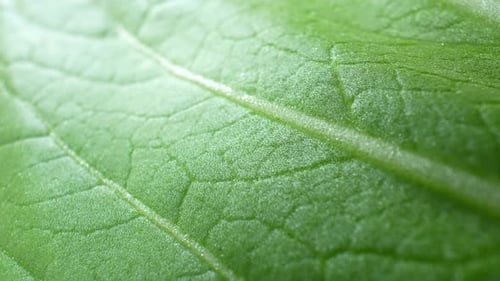 Ein frisches grünes Blatt (Bok Choy-Blätter) im Makrovideo.