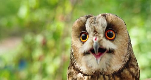 Long Eared Owl with Bright Orange Eyes Close Up Portrait on Soft Green Background