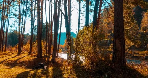 Immergrüne Bergkiefernwälder, Zeitraffer im Sommer oder Herbst, Wilde Natur, klares Wasser