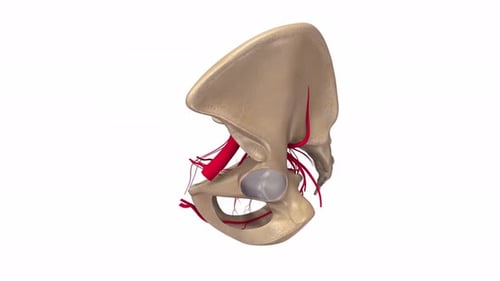 Human pelvic bone anatomy with arterial blood vessels
