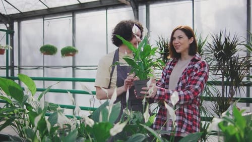 A Male Sales Consultant Gives Advice to the Buyer on Caring for Spathiphyllum A Male Plant Botanist