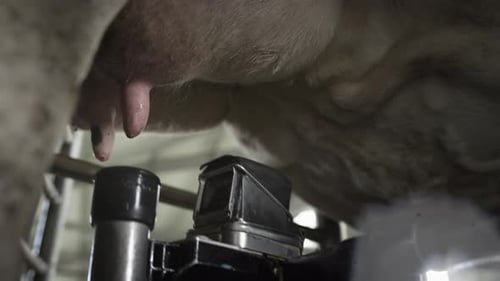 Automatic Machine Robot for Milking Cow's Milk Cattle in the Barn