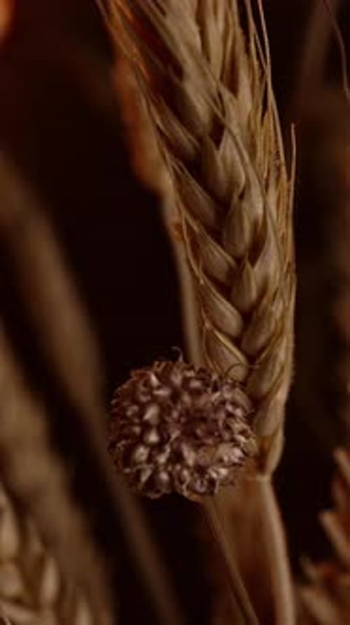 Vertical close-up macro shot of wheat ear, dolly slide movement