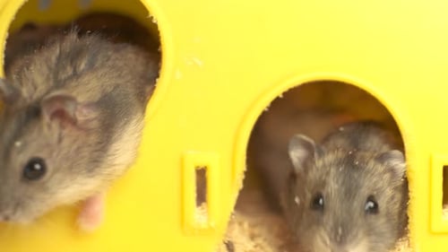 Close Up of Hamsters in Yellow House