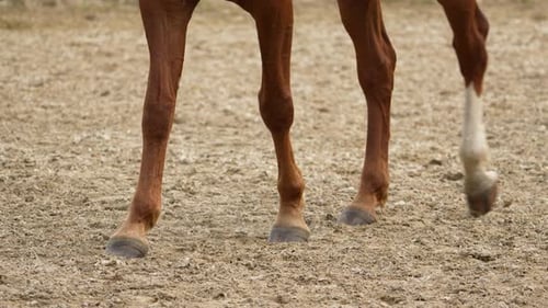Close-up of a horse's legs trotting on a sandy arena surface. The image captures the motion and ener