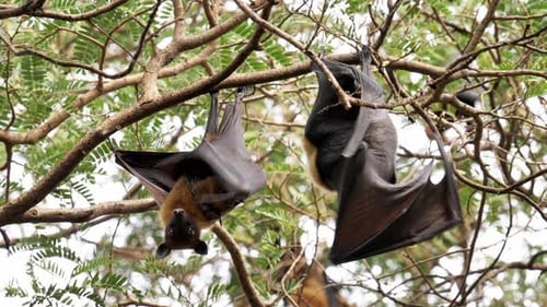 Lyles fliegender Fuchs (Pteropus lylei) wäscht und leckt die Haut des Flügels