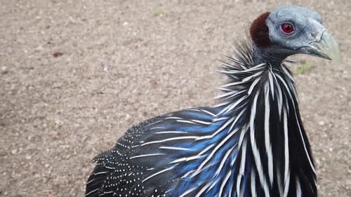 Geier-Perlhuhn allein — Stock-Bildmaterial