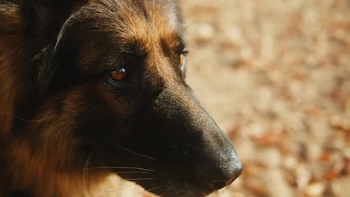 Closeup of German Shepherd Dog Portrait on Sand Background in the Autumn Park Purebred Dog Pet