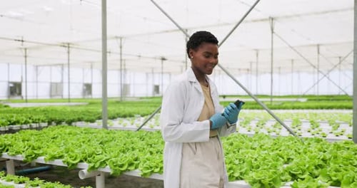 Scientist Tending Hydroponic Lettuce Crop in Greenhouse