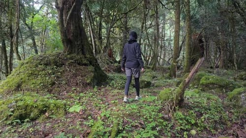 Rear View of a Trekker Moving Through a Dense Mossy Woodland Surrounded By Lush Vertical Tree Trunks