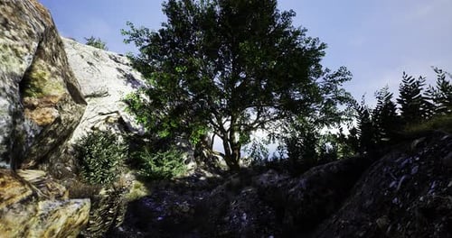 Lush Green Landscape with a Large Tree and Rocky Surroundings at Daytime