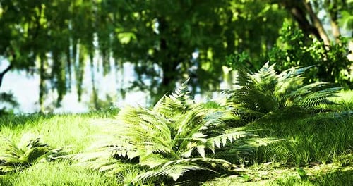 Les fougères prospèrent au bord d'un étang paisible entouré d'une végétation luxuriante
