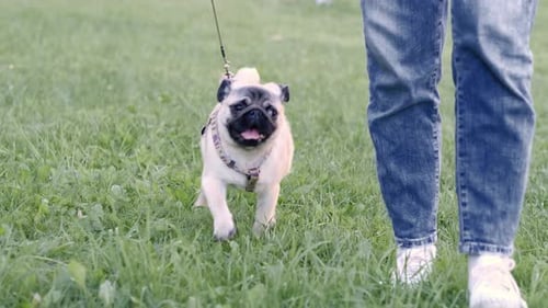 Pug Puppy Walking with Owner Cute Funny Pug Dog Runs Along the Path at Green Grass Summer in Park