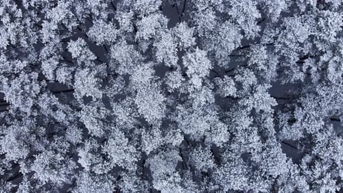 Top View Of The Snowy Forest