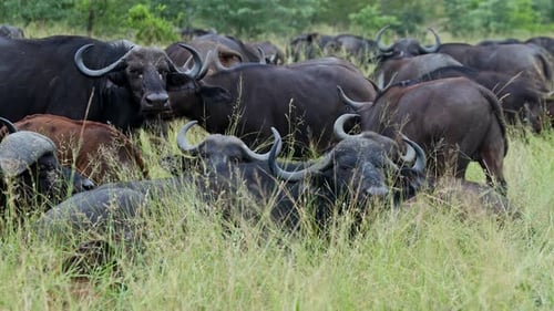 Large group of African Cape Buffalo resting in green natural habitat, Sabi Sands, South Africa