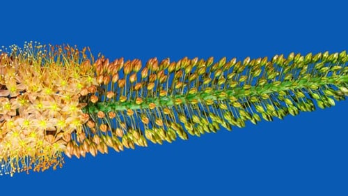 Macro Shot of Blooming Orange Foxtail Lily