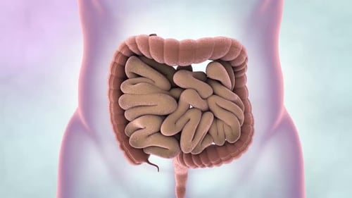 3D Animation of Human Intestines and Bladder