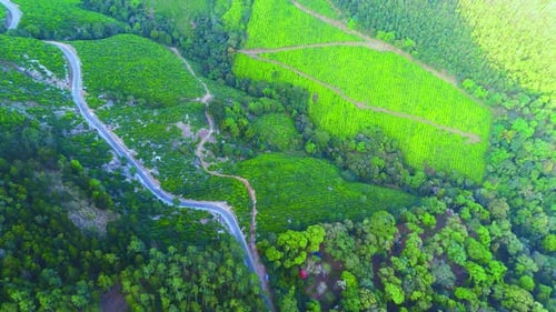 Paysage du village vert de Munnar Kerla