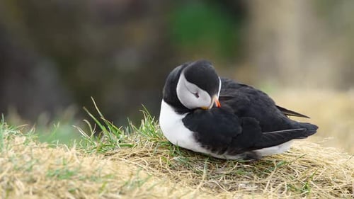 Atlantic Puffin Cute Animal Bird Wildlife Seabird Summer