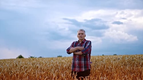 Adult Caucasian farmer in the ripe wheat field.