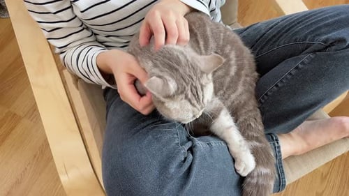 Close Up of a Cute Sleeping British Cat in the Woman's Hands