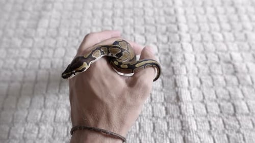 Babyphyton bewegt sich um die Hände.