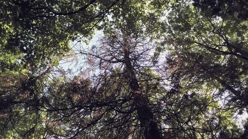Forest Treetops In Lush Green Foliage Against A Bright Summer Sky - Tilt Up Shot