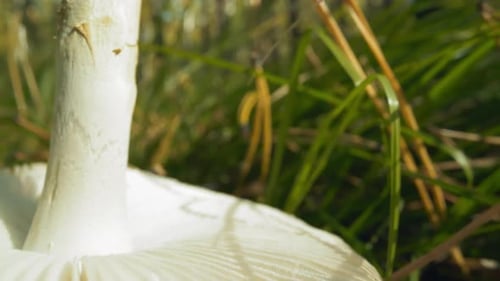 Close-Up of Wild Mushroom Growing in Grass