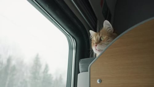 Le chat rouge est assis sur l'étagère supérieure du compartiment et regarde par la fenêtre d'un train en marche
