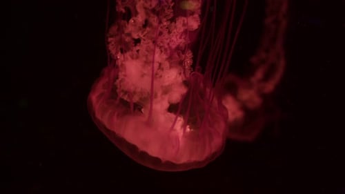 Red Jellyfish Floating in a Dark Aquarium