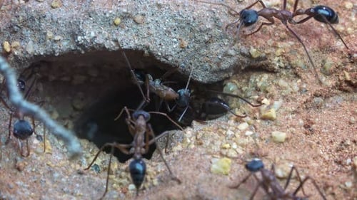 Fourmi taureau ou fourmi bouledogue australienne, Myrmecia desertorum