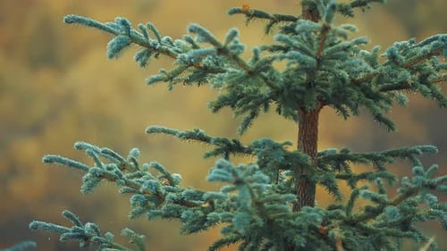 Young pine tree is covered with raindrops after the rain. A close-up parallax shot.