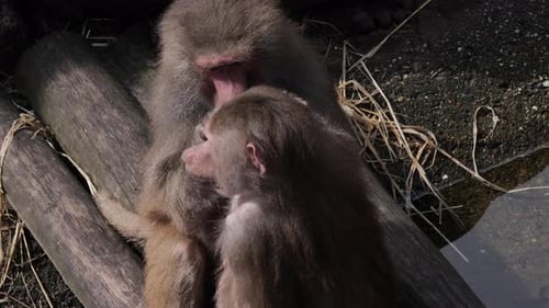 Baboons are grooming each other which is a nice get-together with us