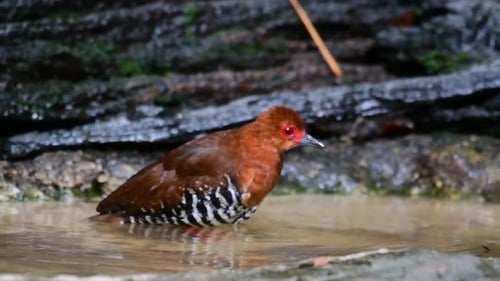 A skittish waterbird found in Thailand in which it likes to stay undergrowth especially thick grass