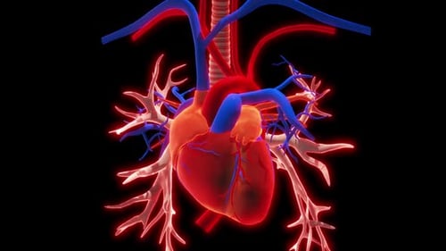 Human Circulatory System Heart Beat Anatomy Animation Concept