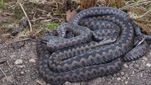 A group of Common European adder or common European viper (Vipera berus)