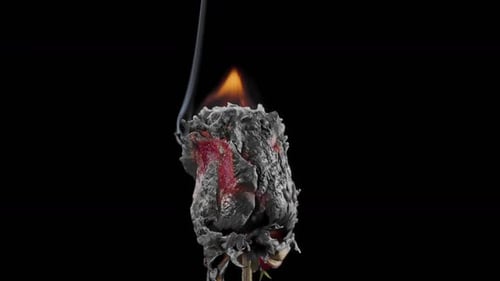 Burning Rose Engulfed in Flames on Black Background