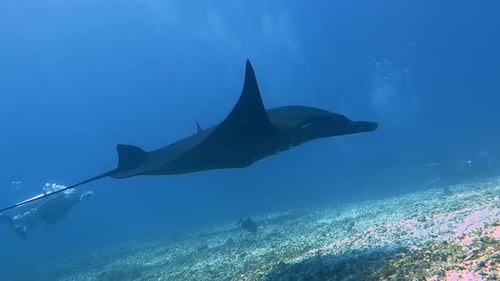 Huge black Manta Ray swimming along the ocean floor with scuba divers